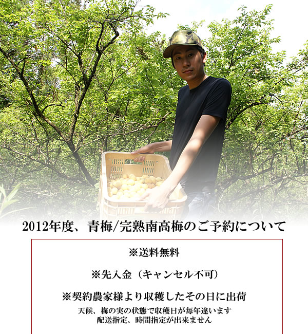 生梅、梅酒用青梅・梅ジュース用青梅、梅干し用梅、梅の通信販売深見梅店